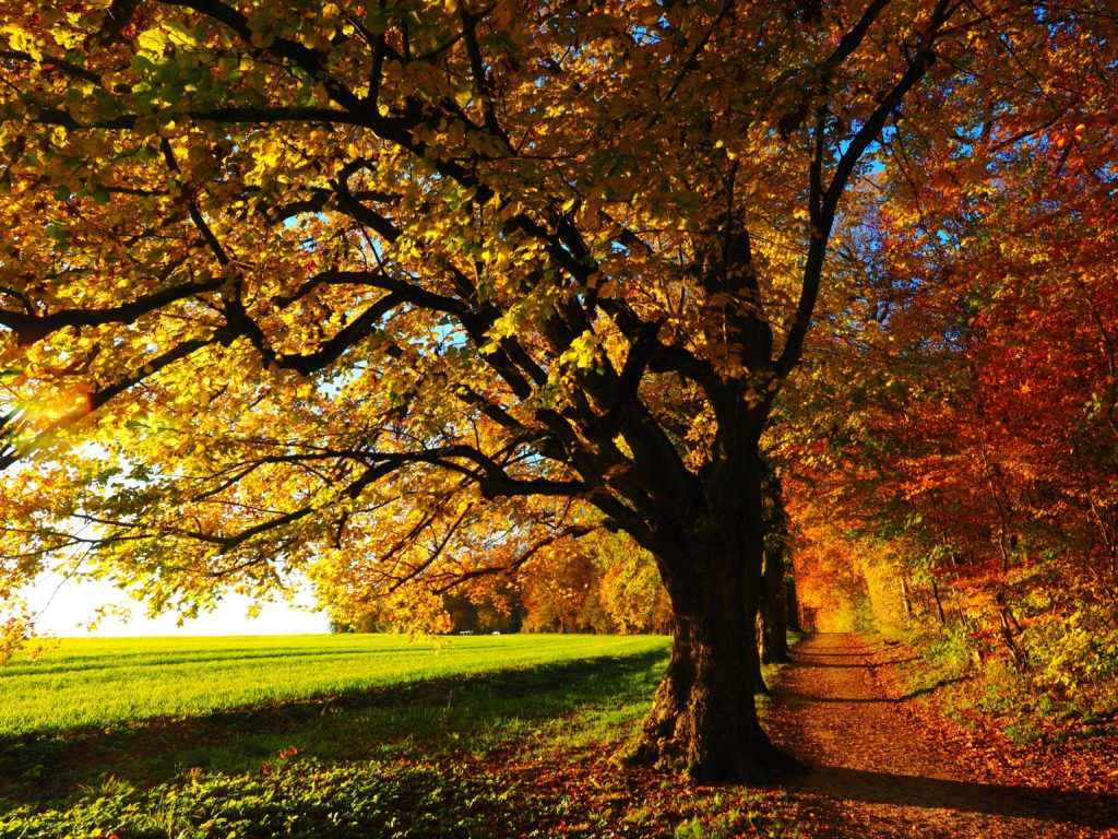 Leaves changing color for fall on a beautiful tree on a path
