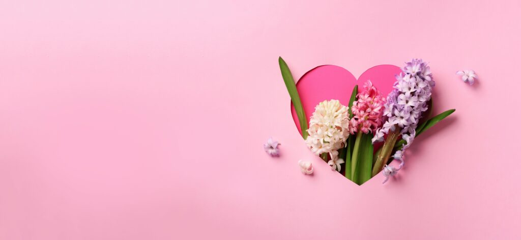 Hyacinth flowers in hole in heart shaped form over pink punchy pastel background. Top view, flat lay. Banner. Spring, summer or garden concept. Present for Woman day.