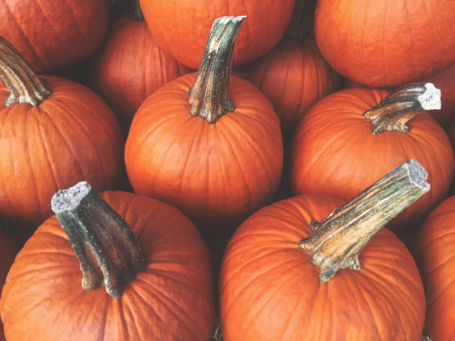 a close up of pumpkins