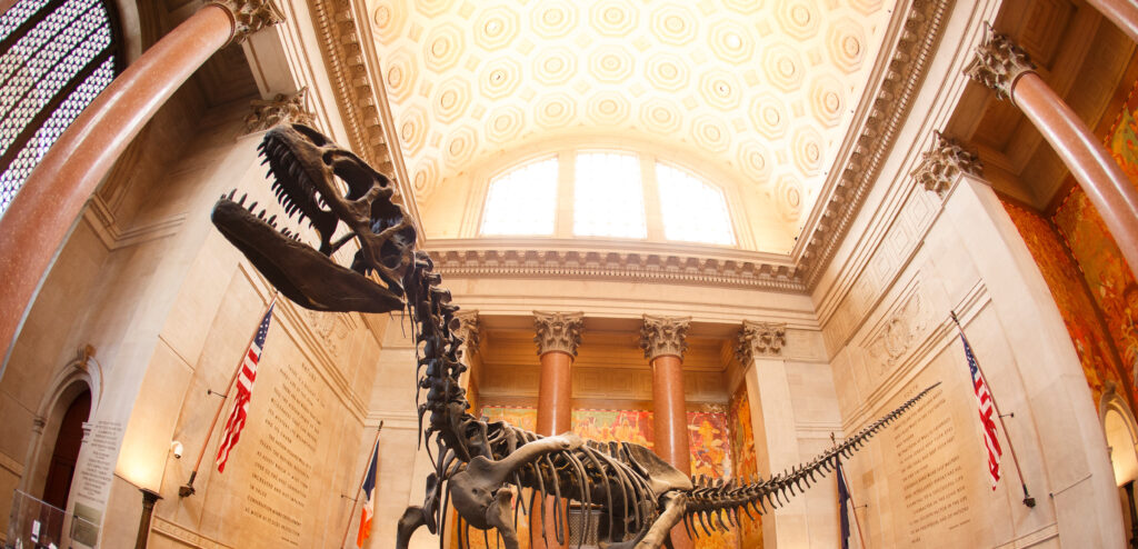dinosaur in the American museum of natural history 