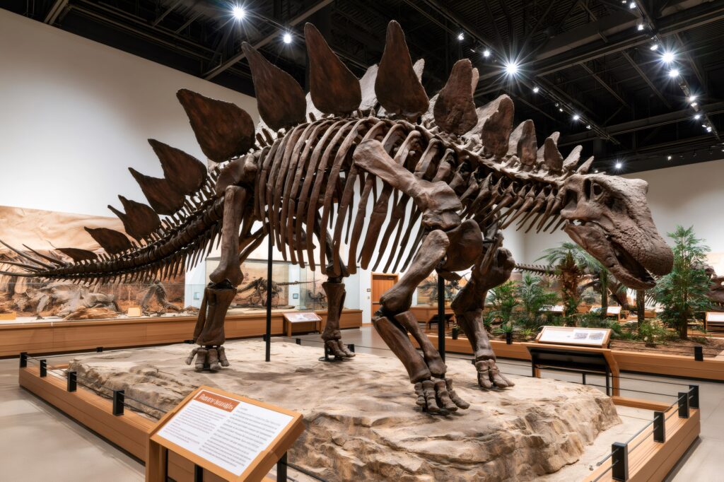 Stegosaurus skeleton showcasing ancient dinosaur life and paleontological research